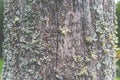 Lichen on wood, macro Royalty Free Stock Photo