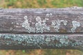 Lichen on wood Royalty Free Stock Photo