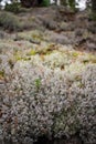 Lichen (Lichenes)