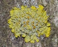 Lichen Xanthoria parientina on aspen tree bark macro, selective focus Royalty Free Stock Photo