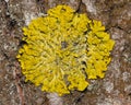 Lichen Xanthoria parientina on aspen tree bark macro, selective focus Royalty Free Stock Photo