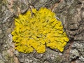 Lichen Xanthoria parientina on aspen tree bark macro, selective focus Royalty Free Stock Photo