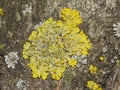 Lichen Xanthoria parientina on aspen tree bark macro, selective focus Royalty Free Stock Photo