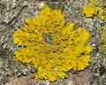 Lichen Xanthoria parientina on aspen tree bark macro, selective focus