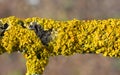 The lichen Xanthoria parietina grows on the bark of a tree Royalty Free Stock Photo