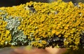 The lichen Xanthoria parietina grows on the bark of a tree Royalty Free Stock Photo