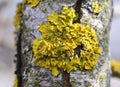 The lichen Xanthoria parietina grows on the bark of a tree Royalty Free Stock Photo