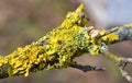 The lichen Xanthoria parietina grows on the bark of a tree Royalty Free Stock Photo