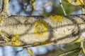 Lichen Xanthoria polycarpa onaspen tree Royalty Free Stock Photo