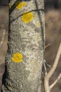 Lichen Xanthoria polycarpa onaspen tree Royalty Free Stock Photo