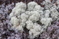 Beautiful moss. Lichen, like a coral.