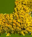 Lichen