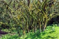 Lichened trees in the mountain rainforest, lichens and epiphytes on trees in Tanzania, Africa Royalty Free Stock Photo