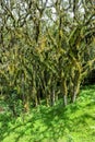 Lichened trees in the mountain rainforest, lichens and epiphytes on trees in Tanzania, Africa Royalty Free Stock Photo