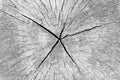 Lichenic Wood Background: Cracked Weathered Tree Cross-Section