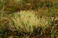 A lichenized fungus - Thamnolia vermicularis Whiteworm lichen growing in the forest in the area of Jack London Lake