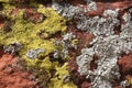 Lichens