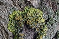 Lichens are actively growing on the trees in the parks of Moscow (Russia).