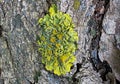 Lichens are actively growing on the trees in the parks of Moscow (Russia).