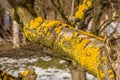 Lichens on the bark of branches apple tree Royalty Free Stock Photo