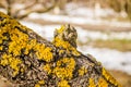 Lichens on the bark of branches apple tree Royalty Free Stock Photo