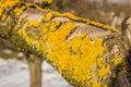 Lichens on the bark of branches apple tree Royalty Free Stock Photo