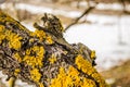 Lichens on the bark of branches apple tree Royalty Free Stock Photo