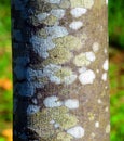 Lichens on the bark of a tree trunk Royalty Free Stock Photo