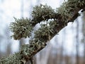Lichens on a branch Royalty Free Stock Photo