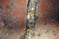 Lichens on Brick Royalty Free Stock Photo
