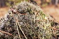 Lichens close up and orange needles of coniferous tree in autumn forest natural plant background Royalty Free Stock Photo