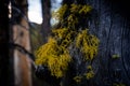 lichens grow on the side of a burned out tree