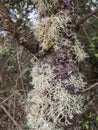 Lichens growing on the branches of trees