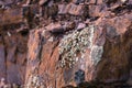 Lichens growing on Jurassic rock in Mt Diablo State Park