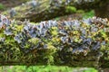 Lichens growing on a log