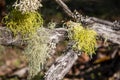 Lichens growing on old tree branches