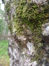 Lichens growing on rubber stems