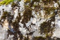 Lichens, a kind of bushy and living on rocks in nature, a symbiosis of fungus and algae, close-up. Royalty Free Stock Photo