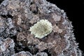 Lichens on a lava rock, from etna volcano Royalty Free Stock Photo