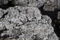 lichens on a lava rock, from etna volcano Royalty Free Stock Photo