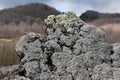 Lichens on a lava rock, from etna volcano Royalty Free Stock Photo