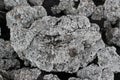 Lichens on a lava rock, from etna volcano Royalty Free Stock Photo