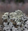 Lichens on a lava rock, from etna volcano Royalty Free Stock Photo