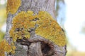 Lichens on maple tree bark Royalty Free Stock Photo