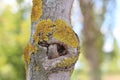 Lichens maple tree. Royalty Free Stock Photo