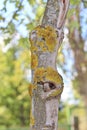 Lichens on maple tree trunk Royalty Free Stock Photo