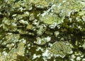 Lichens & Moss on a Boulder