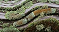 Lichens and moss grow on a Royalty Free Stock Photo