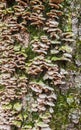 Lichens, moss and mushrooms on a rotten tree