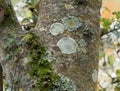 Lichens and Moss on Tree Royalty Free Stock Photo